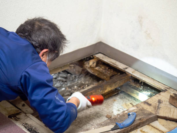 Best Attic Mold Removal  in Park City, MT