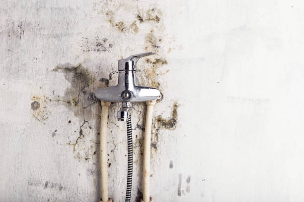  Park City, MT Mold Removal Pros