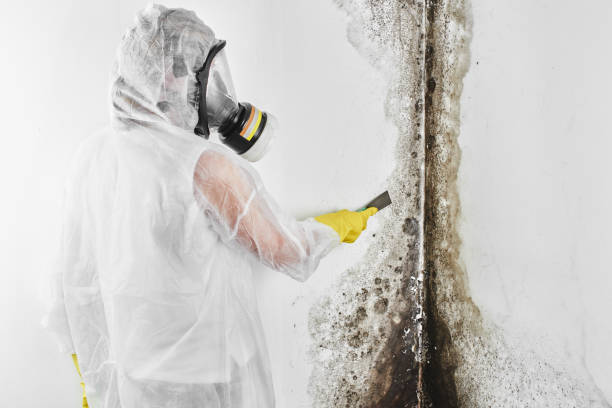 Best Best Mold Removal Companies  in Park City, MT