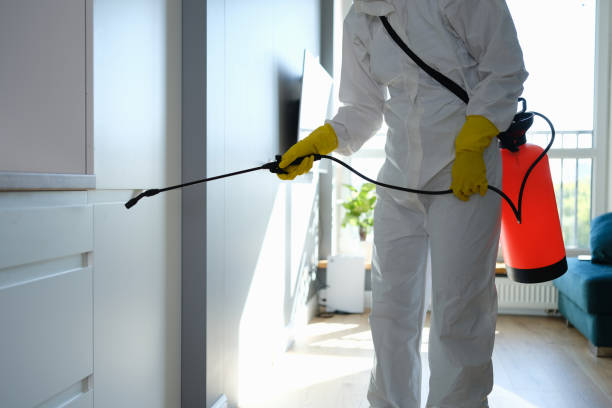 Best Mold Damage Repair  in Park City, MT