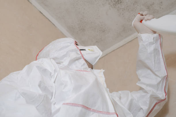 Professional Mold Removal in Park City, MT