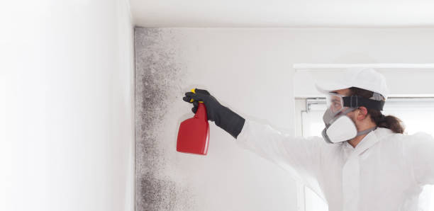Best Commercial Mold Removal  in Park City, MT