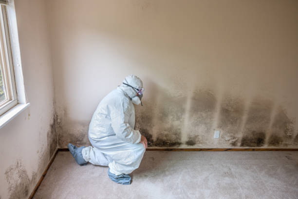 Best Emergency Mold Removal  in Park City, MT