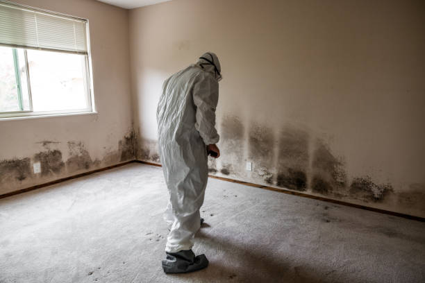 Home Mold Removal in Park City, MT