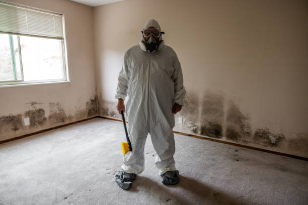 Best Local Mold Removal Service  in Park City, MT