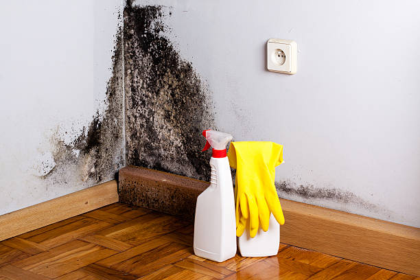 Best Same-Day Mold Removal  in Park City, MT