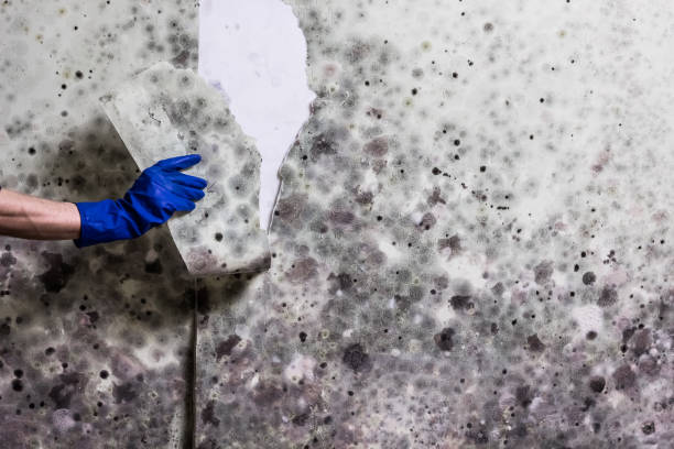 Best Mold Cleaning Services  in Park City, MT