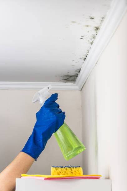 Best Local Mold Removal Service  in Park City, MT